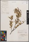 Foto von Salix cordata Michx. x Salix sericea Marshall